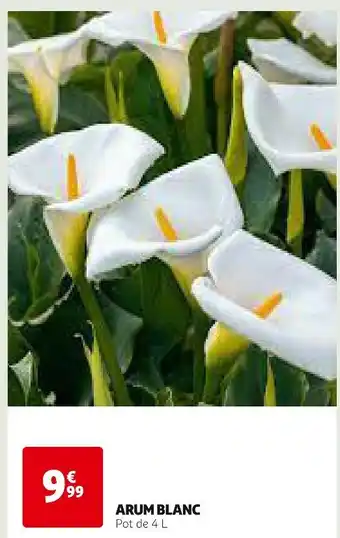 Auchan ARUM BLANC offre
