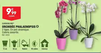 ALDI GARDENLINE® ORCHIDÉE PHALAENOPSIS ✪ offre