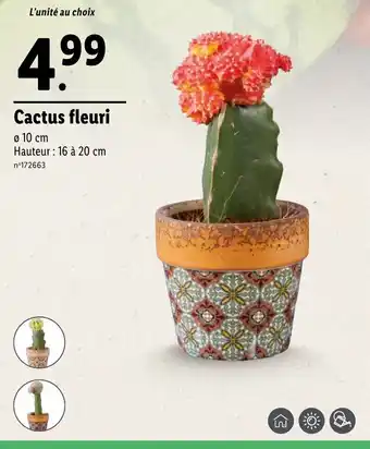 Lidl Cactus fleuri offre