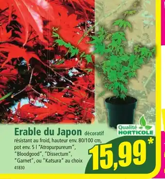 Norma Erable du Japon offre