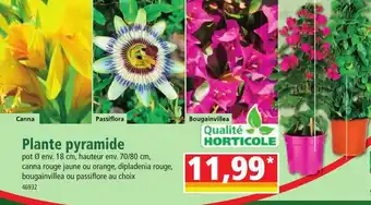 Norma Plante pyramide offre