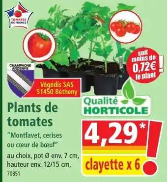 Norma Plants de tomates offre