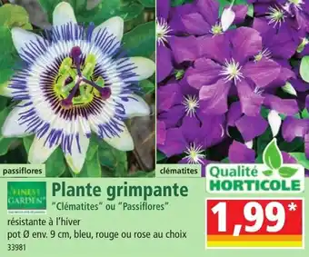 Norma Plante grimpante offre