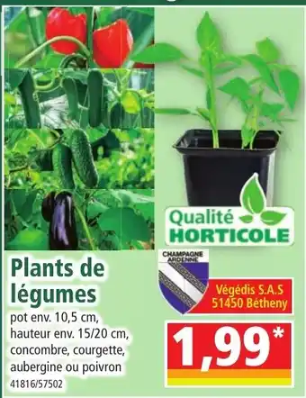 Norma Plants de légumes offre