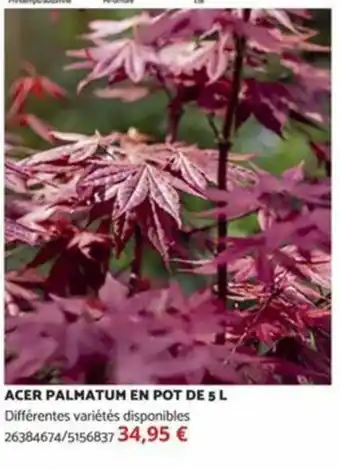Bricomarché ACER PALMATUM EN POT DE 5 L offre