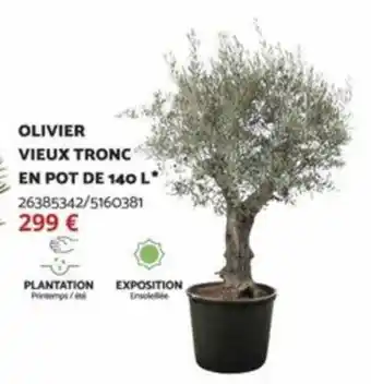 Bricomarché OLIVIER VIEUX TRONC EN POT DE 140 L* offre