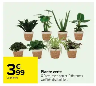 Carrefour Plante verte 09 cm, avec panier. Différentes variétés disponibles. offre