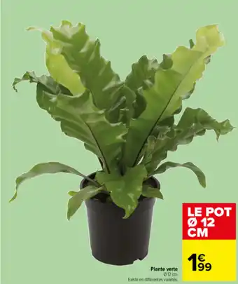 Carrefour Plante verte offre