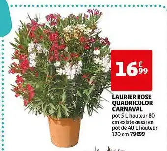 Auchan Direct Laurier Rose Quadricolor Carnaval offre