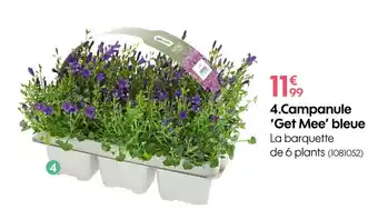 Campanule ‘Get Mee’ bleue
