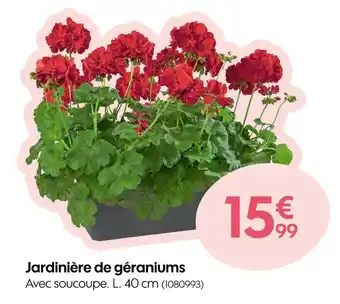 Jardinière de géraniums