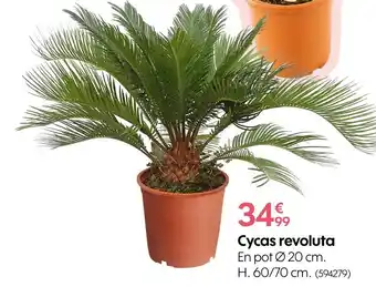 Truffaut Cycas revoluta offre