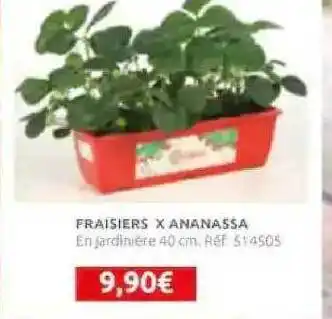 Fraisiers X Ananassa