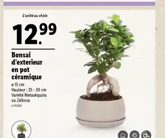 Lidl Bonsai d'exterieur en pot céramique offre