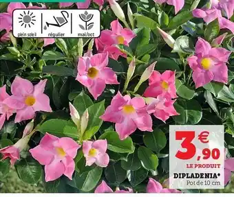 Super U Dipladenia offre