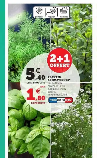 Plantes Aromatiques