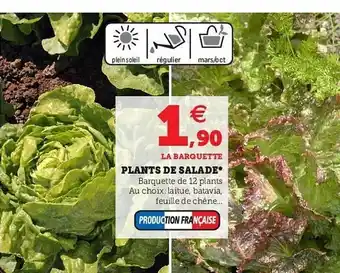 Super U Plants De Salade offre