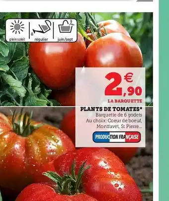 Super U Plants De Tomates offre