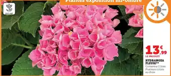 Super U HYDRANGEA FLEURI offre