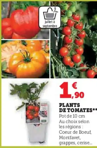 Super U PLANTS DE TOMATES** offre