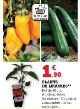 Super U PLANTS DE LÉGUMES** offre