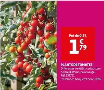 Auchan Supermarché Plants de tomates offre