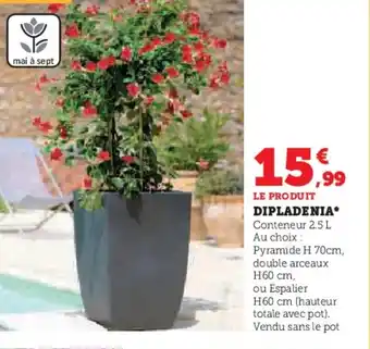 Hyper U LE PRODUIT DIPLADENIA offre