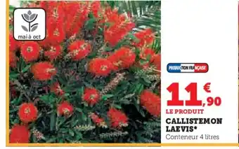 Hyper U CALLISTEMON LAEVIS offre