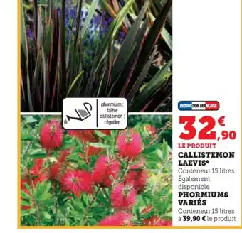 Hyper U CALLISTEMON LAEVIS offre