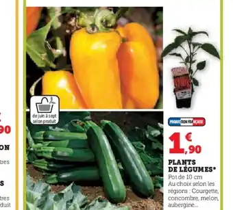 Hyper U PLANTS DE LÉGUMES offre