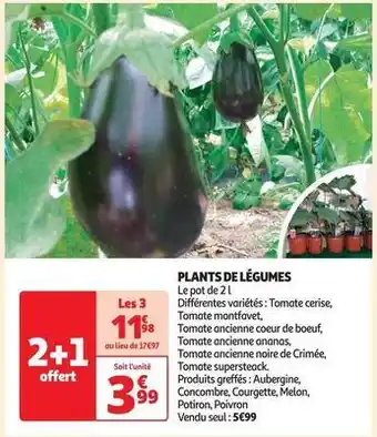 Auchan Plants de légumes offre