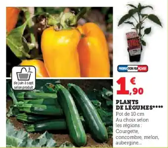 U Express PLANTS DE LÉGUMES**** offre