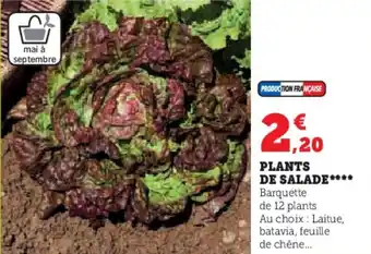 U Express PLANTS DE SALADE**** offre