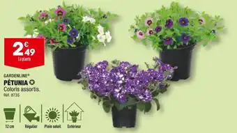 ALDI GARDENLINE PÉTUNIA offre