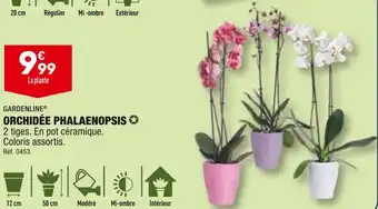 ALDI GARDENLINE ORCHIDÉE PHALAENOPSIS offre