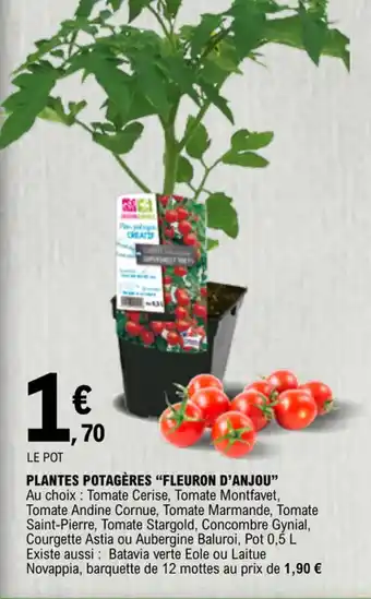 E.Leclerc PLANTES POTAGÈRES "FLEURON D'ANJOU" offre