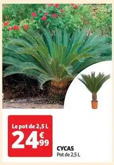 Auchan Cycas offre