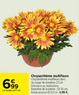 Chrysanthème multifleurs