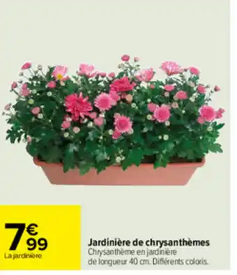 Carrefour Jardinière de chrysanthèmes offre