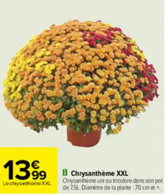 Chrysanthème XXL