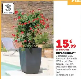 Super U DIPLADENIA** Conteneur 2.5 L offre