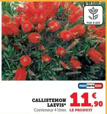 CALLISTEMON LAEVIS*