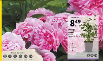 Lidl Pivoine en pot offre