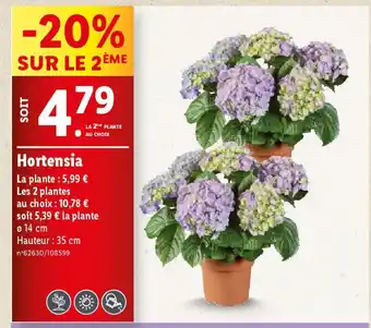 Lidl Hortensia offre