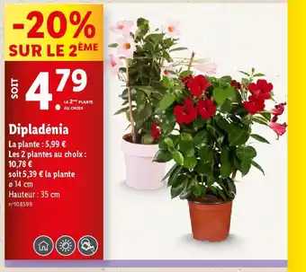 Lidl Dipladénia offre