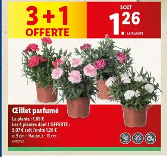 Lidl Œillet parfumé offre