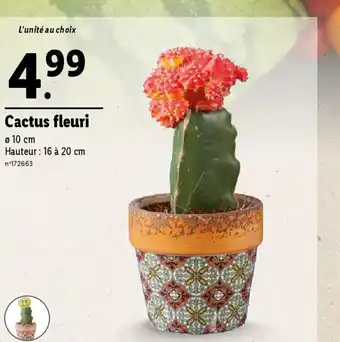 Lidl Cactus fleuri offre