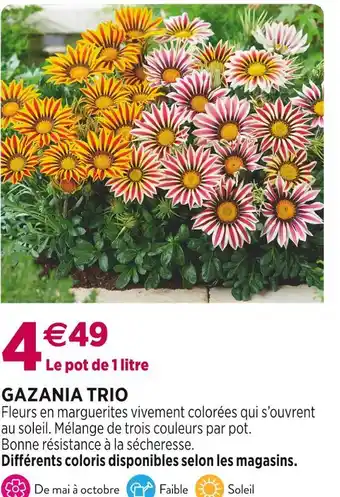 Delbard GAZANIA TRIO offre