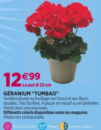 Delbard GÉRANIUM TUMBAO offre