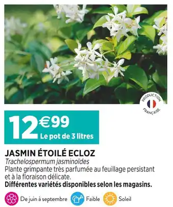 Delbard ECLOZ JASMIN ÉTOILÉ offre